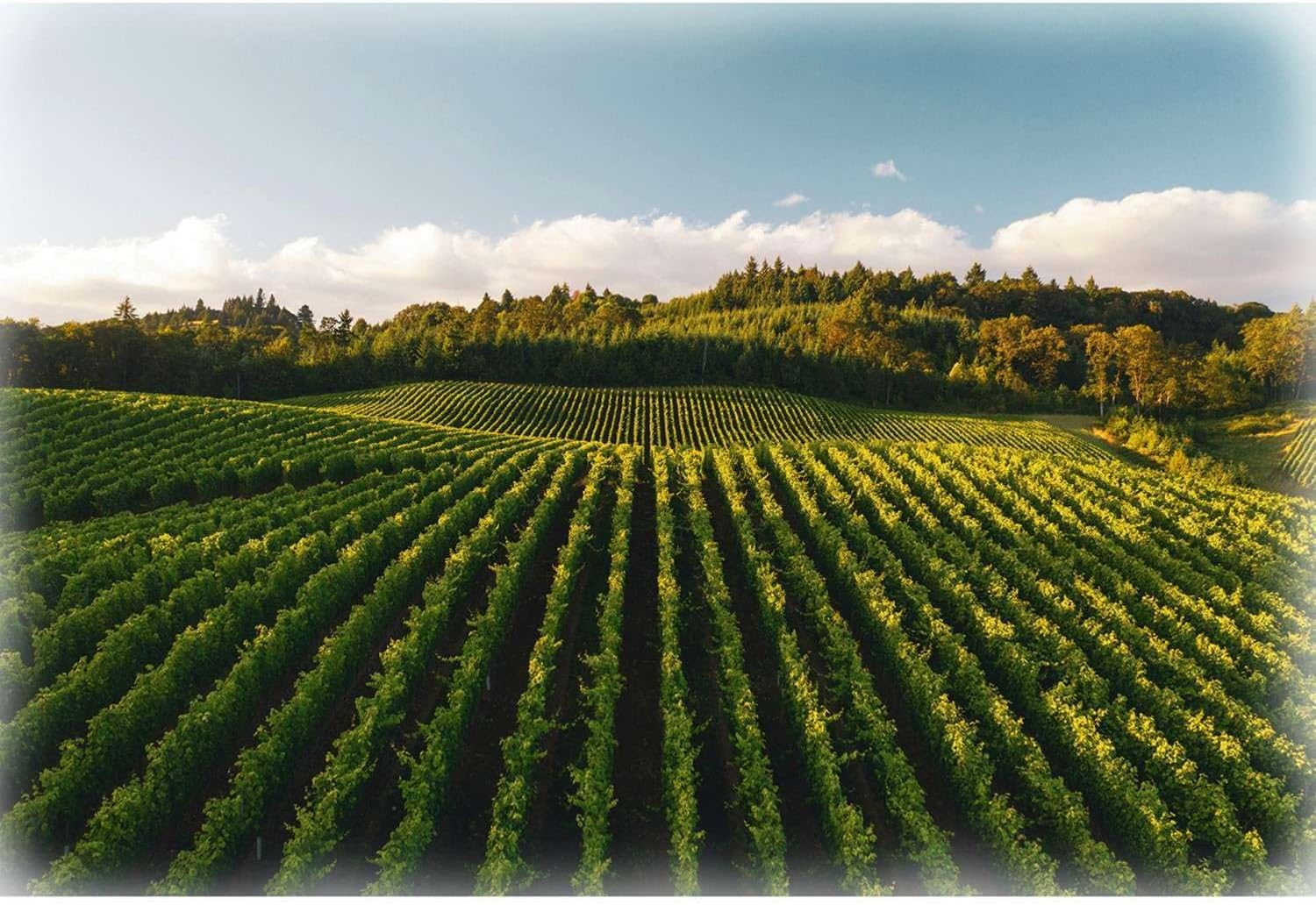 Hoffman Fabrics- Through the Vine - Panel