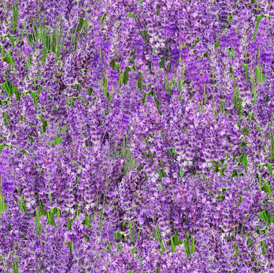 Elizabeth Studio - Landscape Medley - Lavender - 572-LAV