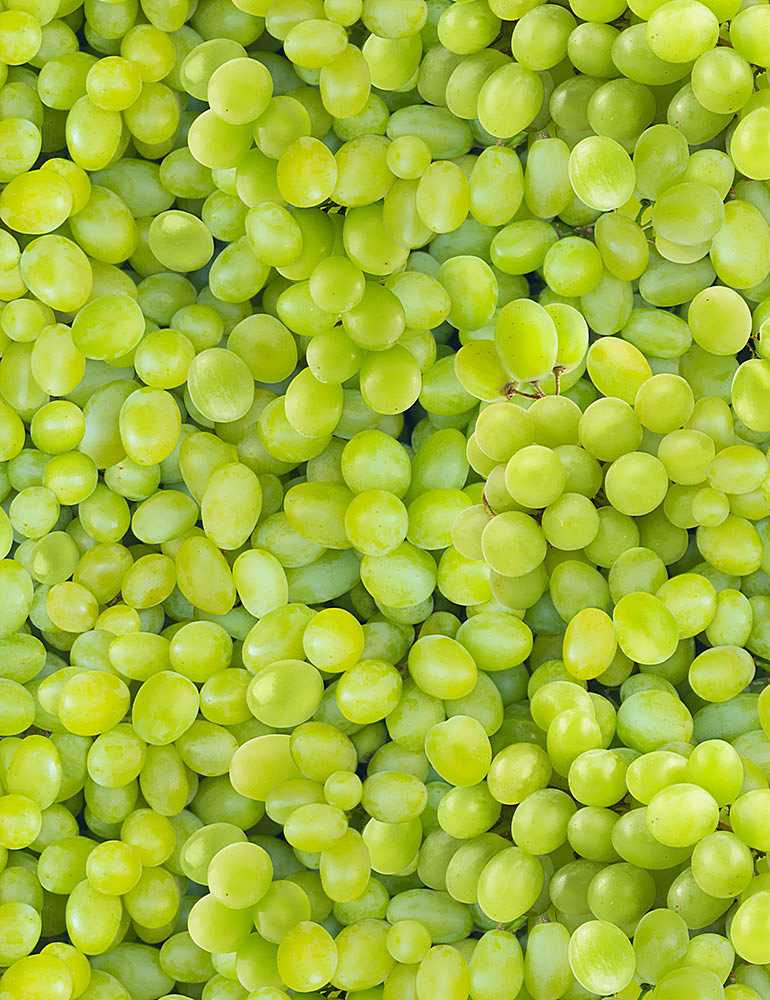 Timeless Treasures- Packed Green Grapes - FRUIT-CD1373