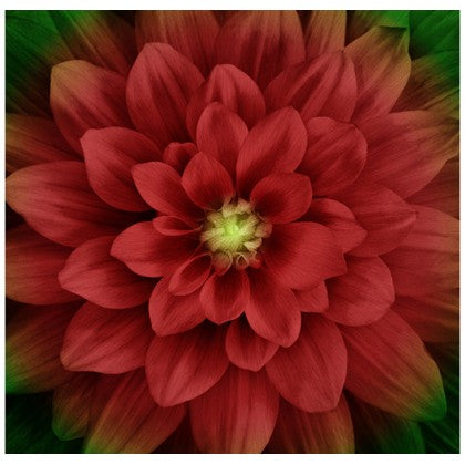 Hoffman Dream Big Scarlet panel